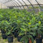 Mišpuľa japonská (Eriobotrya japonica)  - výška 90-120 cm, kont. C10L (-12°C)